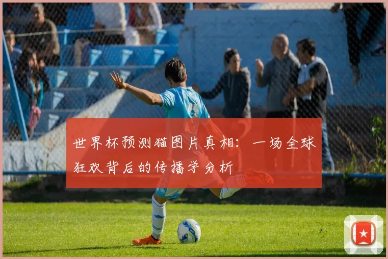 世界杯预测猫图片真相：一场全球狂欢背后的传播学分析